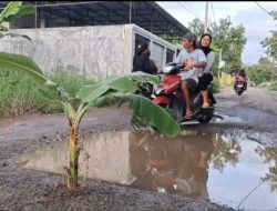 Aksi Tanam Pisang Di Jlan Rusak Tak Kunjungan Diperbaiki