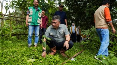 Wabup Kunjungi Lokasi Perkebunan Kopi Di Desa Gattareng