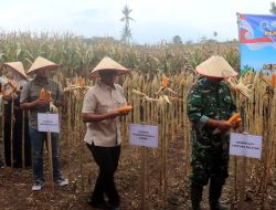 Kapolres Lampung Selatan Ikut Panen Raya
