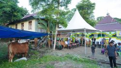 Bupati Serahkan Bantuan Sapi Kurban Presiden Prabowo Dengan Bobot 908,5 Kilogram