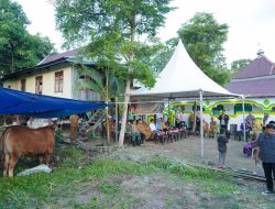 Bupati Serahkan Bantuan Sapi Kurban Presiden Prabowo Dengan Bobot 908,5 Kilogram