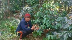 Andi Ina Konsisten Perjuangkan Kebangkitan Kopi Gattareng