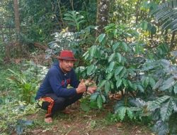 Andi Ina Konsisten Perjuangkan Kebangkitan Kopi Gattareng