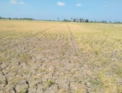 Petani Salipolo Desak Dinas Pertanian Pinrang Turun Tangan