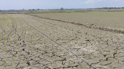 Petani Menjerit Menanti Uluran Tangan Pemerinta