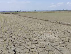 Petani Menjerit Menanti Uluran Tangan Pemerinta
