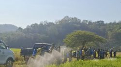 Tekan Risiko Gagal Panen DTPH Pinrang dan Petani Paleteang Kompak Basmi Hama Penggerek Batang