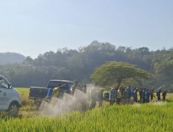 Tekan Risiko Gagal Panen DTPH Pinrang dan Petani Paleteang Kompak Basmi Hama Penggerek Batang