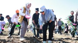 Pemkab Tanam Jagung Varietas JJUH Bersama Unhas