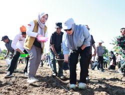 Pemkab Tanam Jagung Varietas JJUH Bersama Unhas