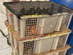 Polisi Amankan 98 Burung Tanpa Dokumen di Pelabuhan Bakauheni