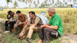 Hasil Panen Perdana di Tiroang Pinrang Memberi Harapan Positif Ditengah Kemarau