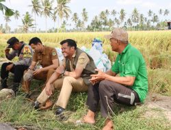 Hasil Panen Perdana di Tiroang Pinrang Memberi Harapan Positif Ditengah Kemarau