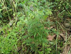 Polsek Katibung Temukan Tanaman Ganja di Ladang Warga